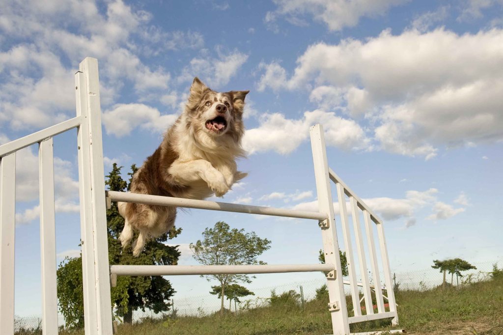 dog training agility