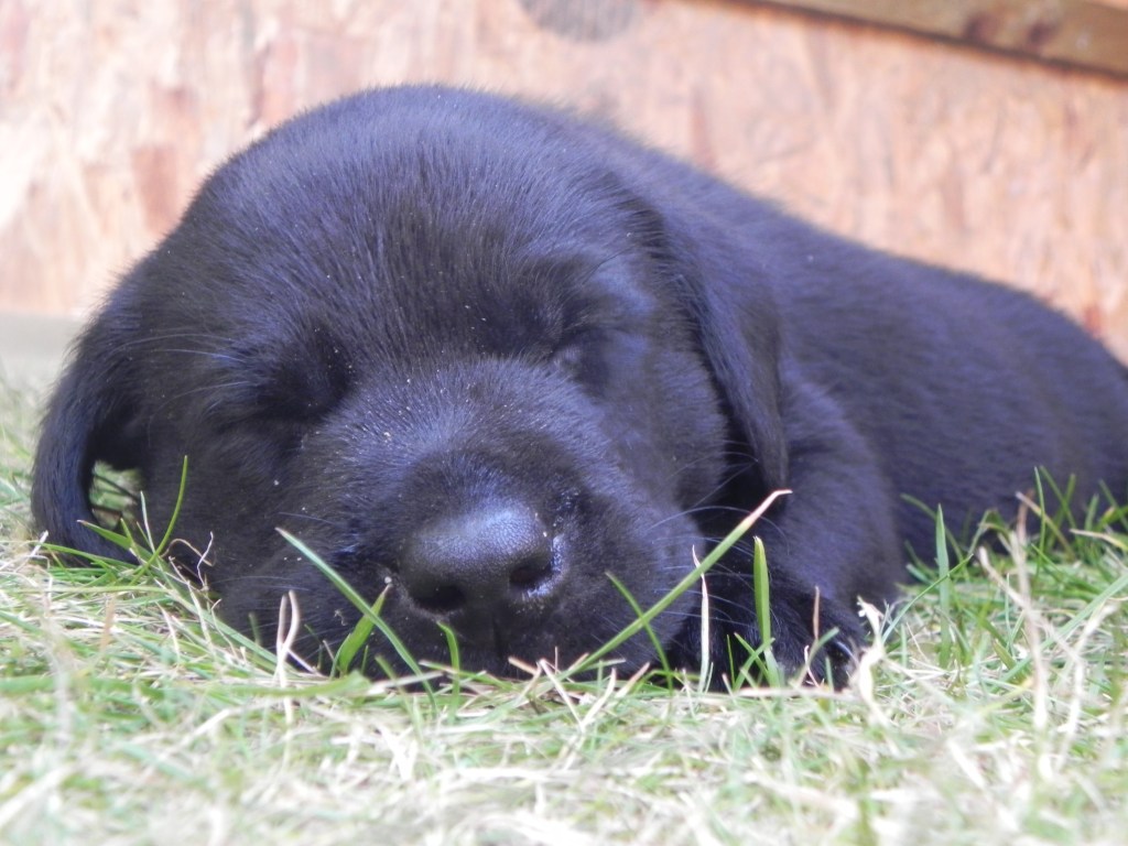 puppy training labrador