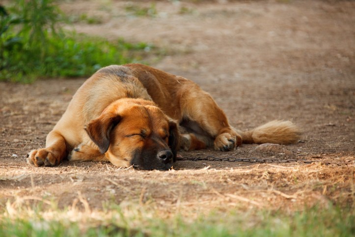 puppy training class